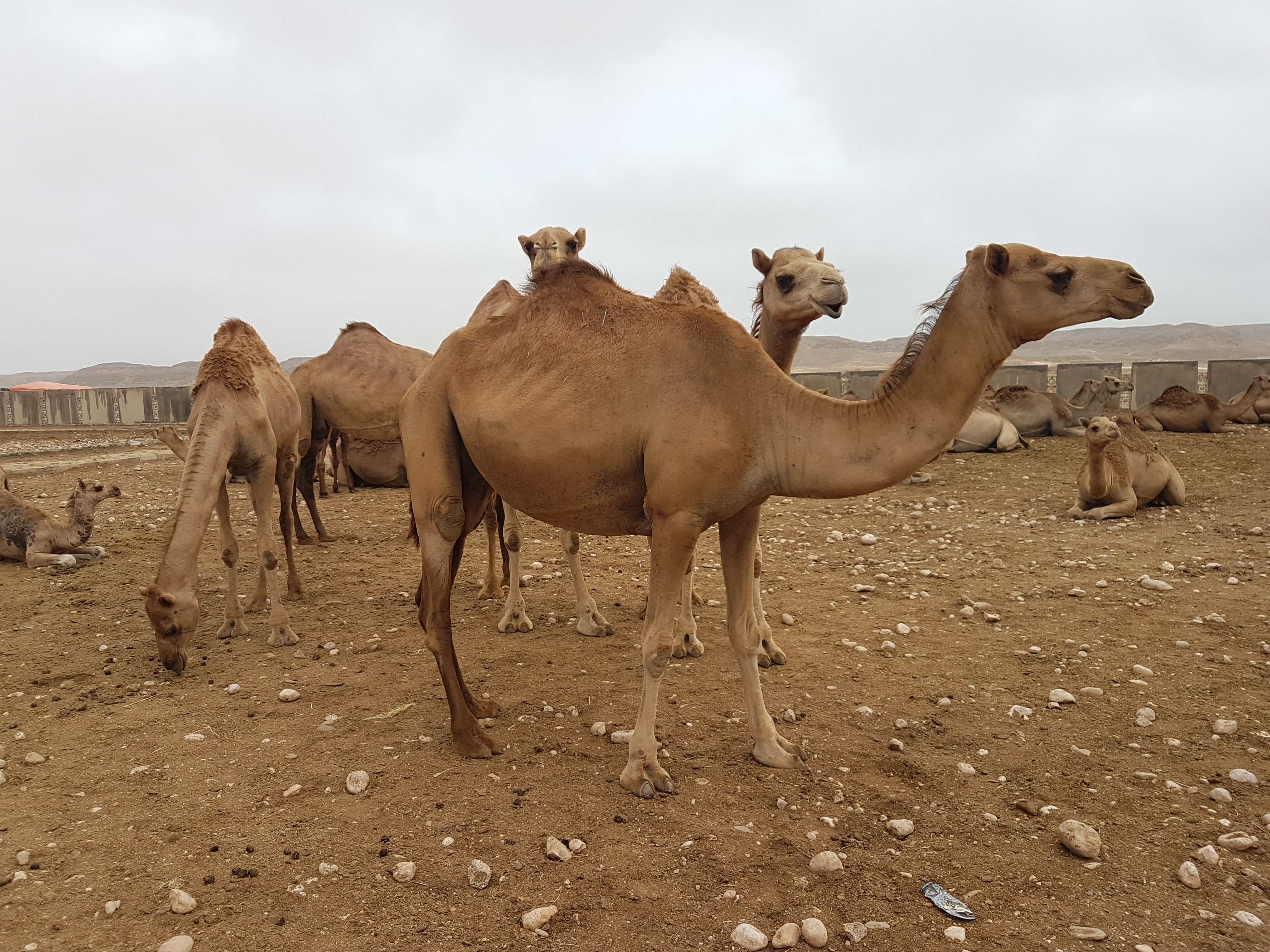 Salalah Oman www.gogoeverywhere.com